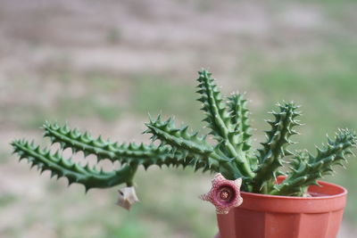 Close-up of succulent plant