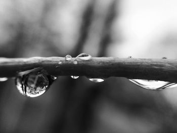 Close-up of water drops on leaf