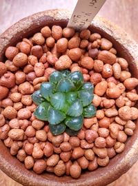 High angle view of eggs in container