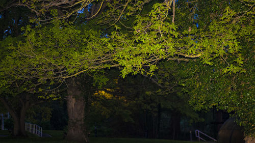 Trees in forest at night