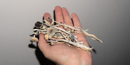 Close-up of human hand against white background