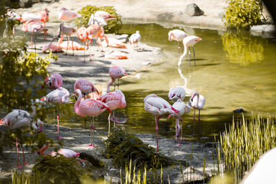 Birds in lake flamingos drunken water