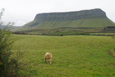 Sheep grazing on field against sky