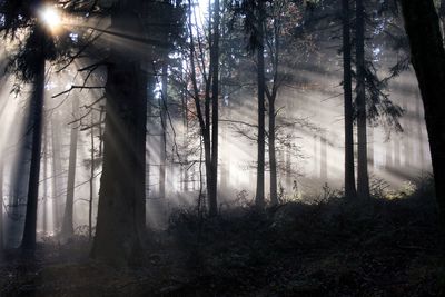 Sun shining through trees in forest