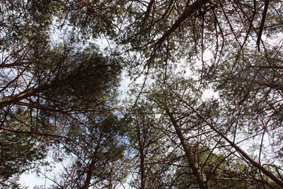 Low angle view of trees in forest against sky