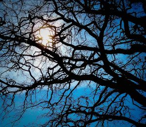 Low angle view of trees against sky