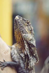 Close-up of iguana on wood