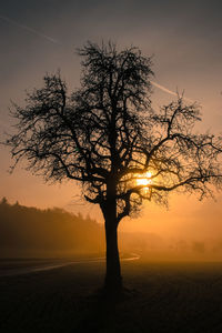 Silhouette tree on landscape at sunset