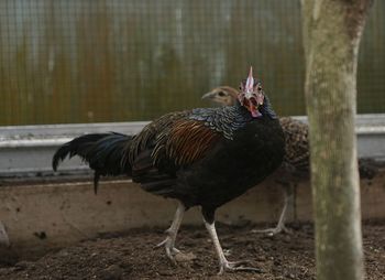 A male jungle fowl in his cage, in the morning