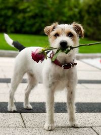 Close-up of dog standing outdoors