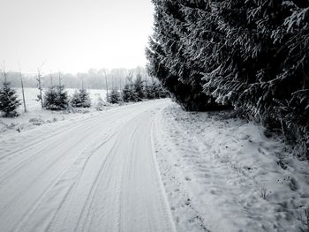 Empty road along trees