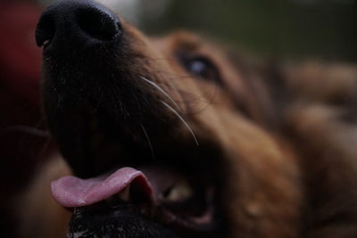 Close-up of horse