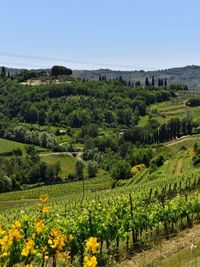 Scenic view of vineyard against sky