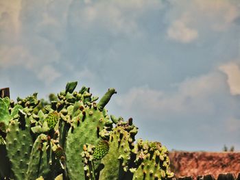 Low angle view of plants against sky