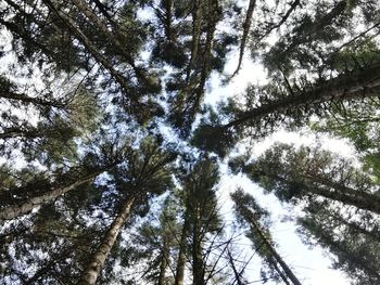 Low angle view of trees in forest against sky