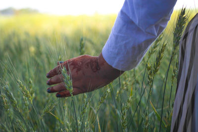 Close-up of plant growing on grassy field