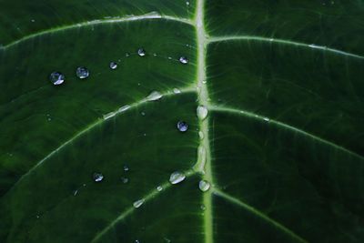 Full frame shot of raindrops on leaves