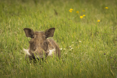 Portrait of an animal on field