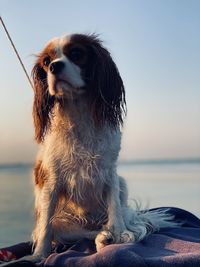 Dog looking away in sea against sky