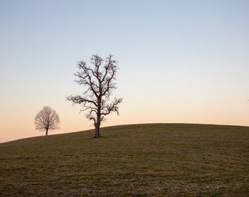 Bare tree on field against clear sky