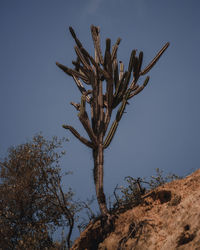 Low angle view of cactus plant against clear sky