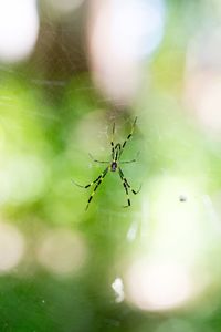 Close-up of spider on web
