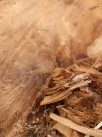 High angle view of leaf on wood