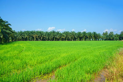 Scenic view of rice paddy and oil palm plantation