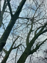 Low angle view of bare tree against sky