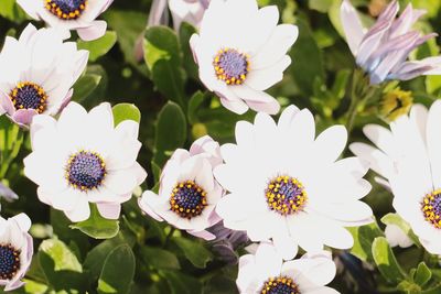 Close-up of white flowering plants