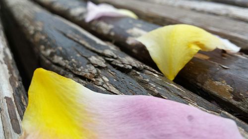 Close-up of wooden planks