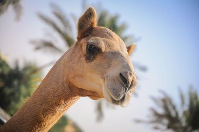 Low angle view of camel