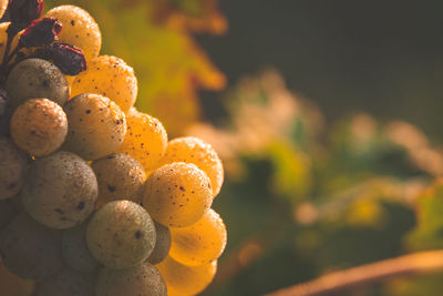 Close-up of fruits growing on plant