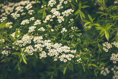 Close-up of flowering plant