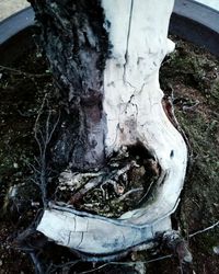 Close-up of tree trunk