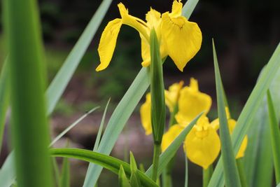 Close-up of yellow daffodil blooming outdoors