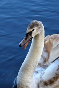 Close-up of swan swimming in lake