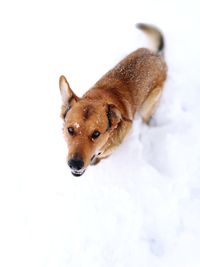 Portrait of dog in snow