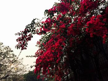 Low angle view of pink flowers blooming on tree