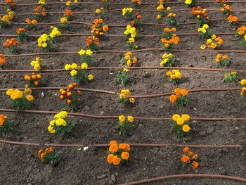 High angle view of yellow flowering plants on footpath