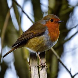 Close-up of bird perching on tree