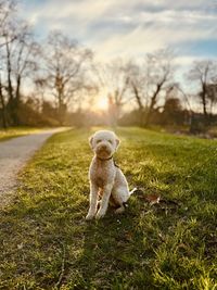 Lagotto romagnolo on grassy field