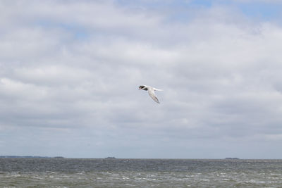 Seagull flying over sea against sky