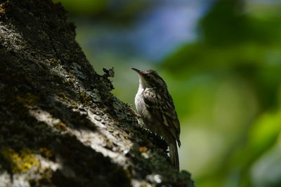 Close-up of bird perching on a tree