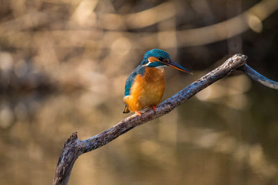 Close-up of bird perching on branch