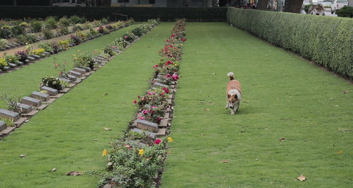 Dog at cemetery