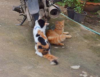 High angle view of cat sitting outdoors