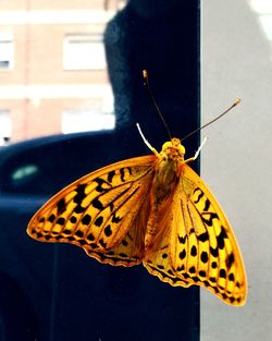 Close-up of butterfly