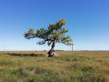 Tree on field against clear sky