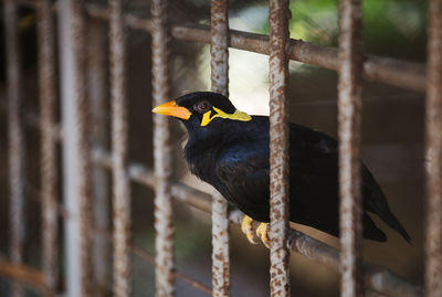 Close-up of bird perching on a fence